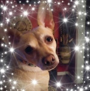 Meet your Posher, Mona